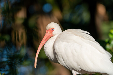 White Ibis bird sunbathing. Taken on a sunny day in Tampa Bay, Florida.