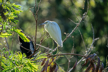Little blue heron bird sunbathing on a branch. Taken on a sunny day in Tampa Bay, Florida.