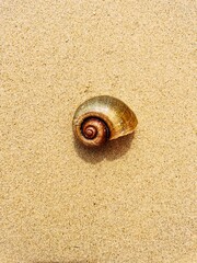A perfect shell on the sand of one of the beaches of an island in Thailand