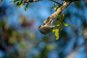 Red bellied woodpecker bird looking for food in branch. Taken on a sunny day in Tampa Bay, Florida.