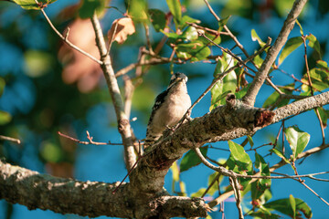 Downy woodpecker bird resting on a branch in the sun. Taken on a sunny day in Tampa Bay, Florida.