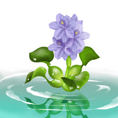 Common water hyacinth flower floating on the water