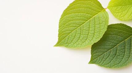 Obraz premium Green leaves display intricate textures and vibrant hues against a soft white backdrop, capturing the essence of freshness and nature