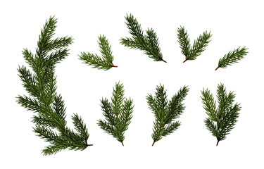 3d realistic vector icon set illustration. Fir tree collection of different size branch elements. © Real Vector