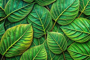 Fototapeta premium Abstract green teak leaf pattern, a fantastical AI image.