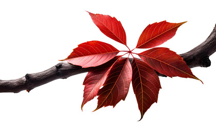 Vibrant red leaves on a branch against a white background, capturing the essence of autumn.