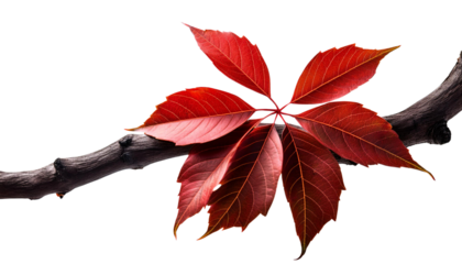 Vibrant red leaves on a branch against a white background, capturing the essence of autumn.