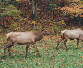Smoky Mountain National Park
Shot on Pentax 6x7