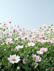 Obraz premium A bed of cosmos flowers with its delicate petals and intricate center amidst lush green foliage, flower bouquet, floral display, delicate cosmos, nature photography
