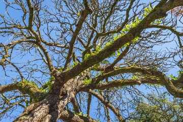 Looking up into the urban tree canopy in autumn at Parque da Quinta da Macieirinha and Torreáo do Jardim do Palácio in Porto Portugal