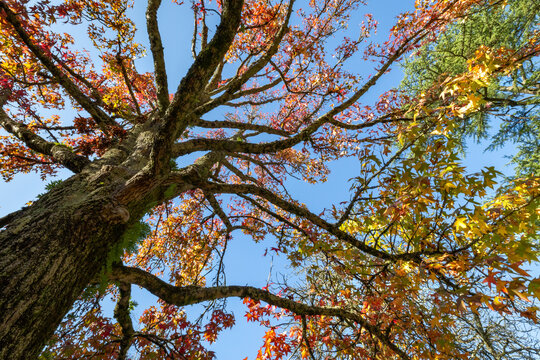 Looking up into the autumn urban tree canopy at Parque da Quinta da Macieirinha and Torreáo do Jardim do Palácio in Porto Portugal with colorful fall foliage