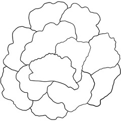 carnation coloring page