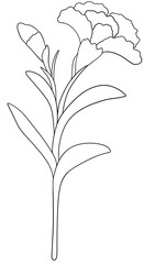 carnation coloring page