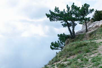 A lonely coniferous tree grows on a mountain high in the clouds. Magnificent nature of the resort area.
