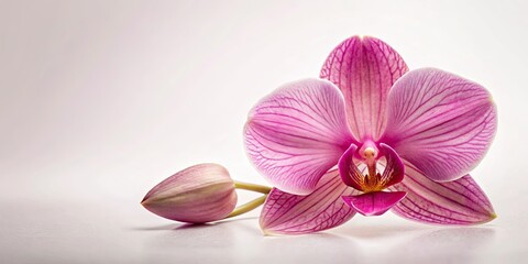 Fototapeta premium Real pressed pink orchid flower petal plant, pressed, pink, orchid, flower, petal, plant, delicate, natural, beauty