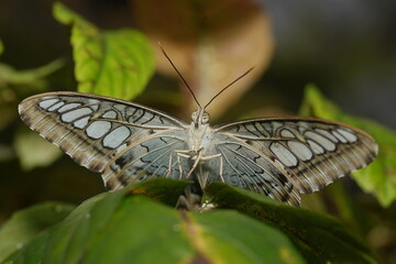 Closeup of colorful Blue Clipper butterfly (Parthenos sylvia) with lilac blue markings on its open wings. This large butterfly is commonly found in southeast Asia.
