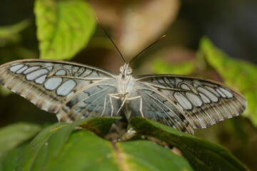 Closeup of colorful Blue Clipper butterfly (Parthenos sylvia) with lilac blue markings on its open wings. This large butterfly is commonly found in southeast Asia.