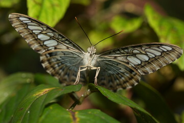 Closeup of colorful Blue Clipper butterfly (Parthenos sylvia) with lilac blue markings on its open wings. This large butterfly is commonly found in southeast Asia.