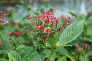 diễm châu flower at saigon zoo.