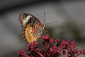 The Red Lacewing (Cethosia biblis) is a striking butterfly species belonging to the family Nymphalidae. Known for its vibrant coloration and intricate wing patterns