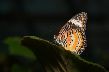 The Red Lacewing (Cethosia biblis) is a striking butterfly species belonging to the family Nymphalidae. Known for its vibrant coloration and intricate wing patterns