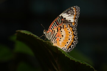 The Red Lacewing (Cethosia biblis) is a striking butterfly species belonging to the family Nymphalidae. Known for its vibrant coloration and intricate wing patterns
