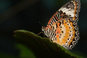 The Red Lacewing (Cethosia biblis) is a striking butterfly species belonging to the family Nymphalidae. Known for its vibrant coloration and intricate wing patterns