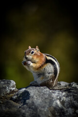 Chipmunk eating