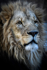 portrait of a lion