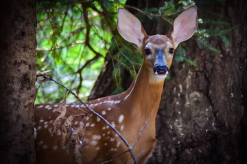 Deer with big ears