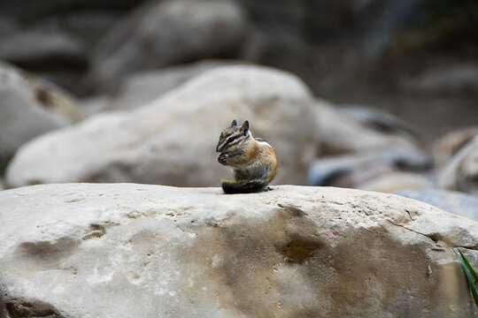 Small chipmunk