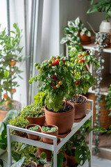Fresh, juicy cherry tomatoes grow in clay pots at home. Home garden with flowers, plants,...