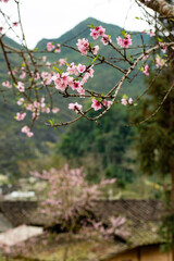 Spring landscape in Ha Giang - Northern mountainous province of Vietnam