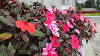 red and white flowers