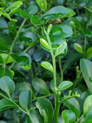 Obraz premium close up of leaves