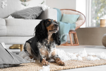 Naughty cocker spaniel with filling from torn pillow lying on rug in messy living room