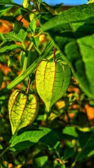 green leaves on the tree