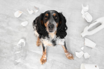 Naughty cocker spaniel with broken things on floor at home, closeup