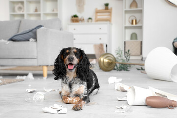Naughty cocker spaniel with broken things lying on floor in messy living room