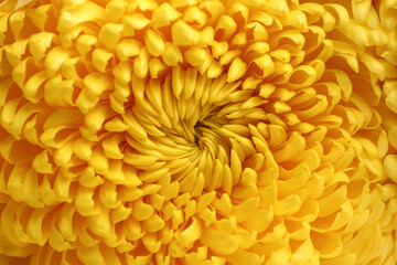 Texture of beautiful yellow chrysanthemum flower as background, closeup