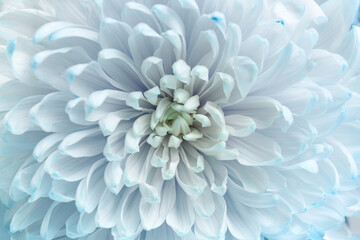 Obraz premium Texture of beautiful chrysanthemum flower on blue background, closeup