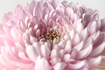 Beautiful pink chrysanthemum flower on grey background, closeup