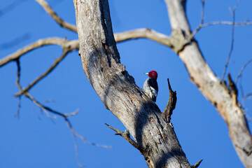 Juvenile Red-headed Woodpecker,  (Melanerpes erythrocephalus)