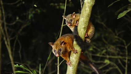 night shot of an adult and young coppery brushtail possum climbing on tree trunk