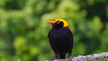 close up front view of a male regent bowerbird perching on a branch