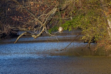 Bald-faced hornet nest ( Dolichovespula maculata ). Nest over water on a tree in the park.
