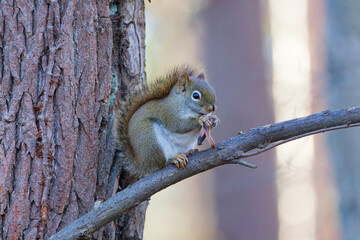 The American red squirrel (Tamiasciurus hudsonicus) in the park. A squirrel in winter fur eats tree seeds. 