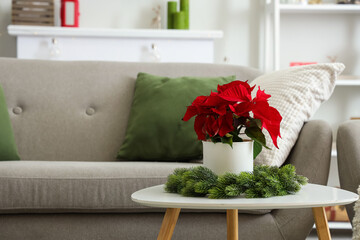 Christmas plant poinsettia with wreath on table in living room, closeup