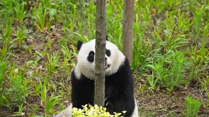 lovely young giant panda cub playing in the tree, playful baby panda climbing the tree at Chengdu China