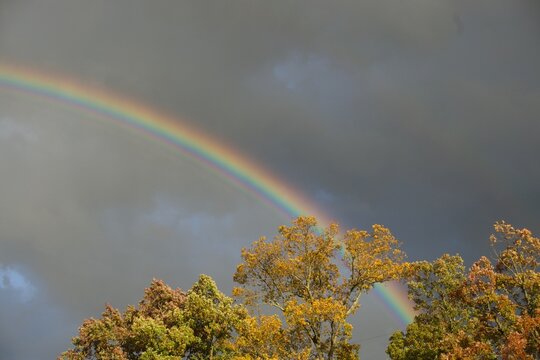 Rainbow in a Grey Sky with Fall Leaves